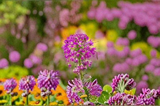 75 Rocky Mountain Bee Plant Seeds – Cleome serrulata – Native Annual Wildflower – Pollinator Plant