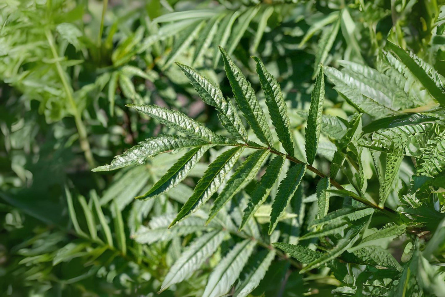 Huacatay Black Mint Seeds: Peruvian Culinary Herb, Tea & Seasoning