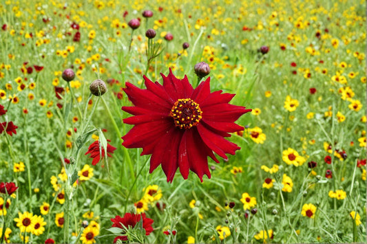 100mg Dwarf Red Coreopsis Seeds: Easy Annual Wildflower