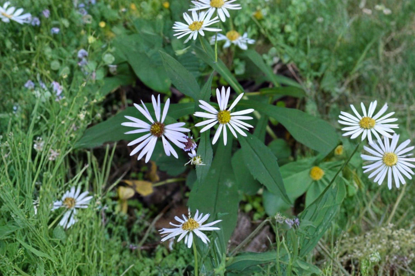 100 Crooked Stem Aster Seeds – Symphyotrichum prenanthoides – Native Wildflower