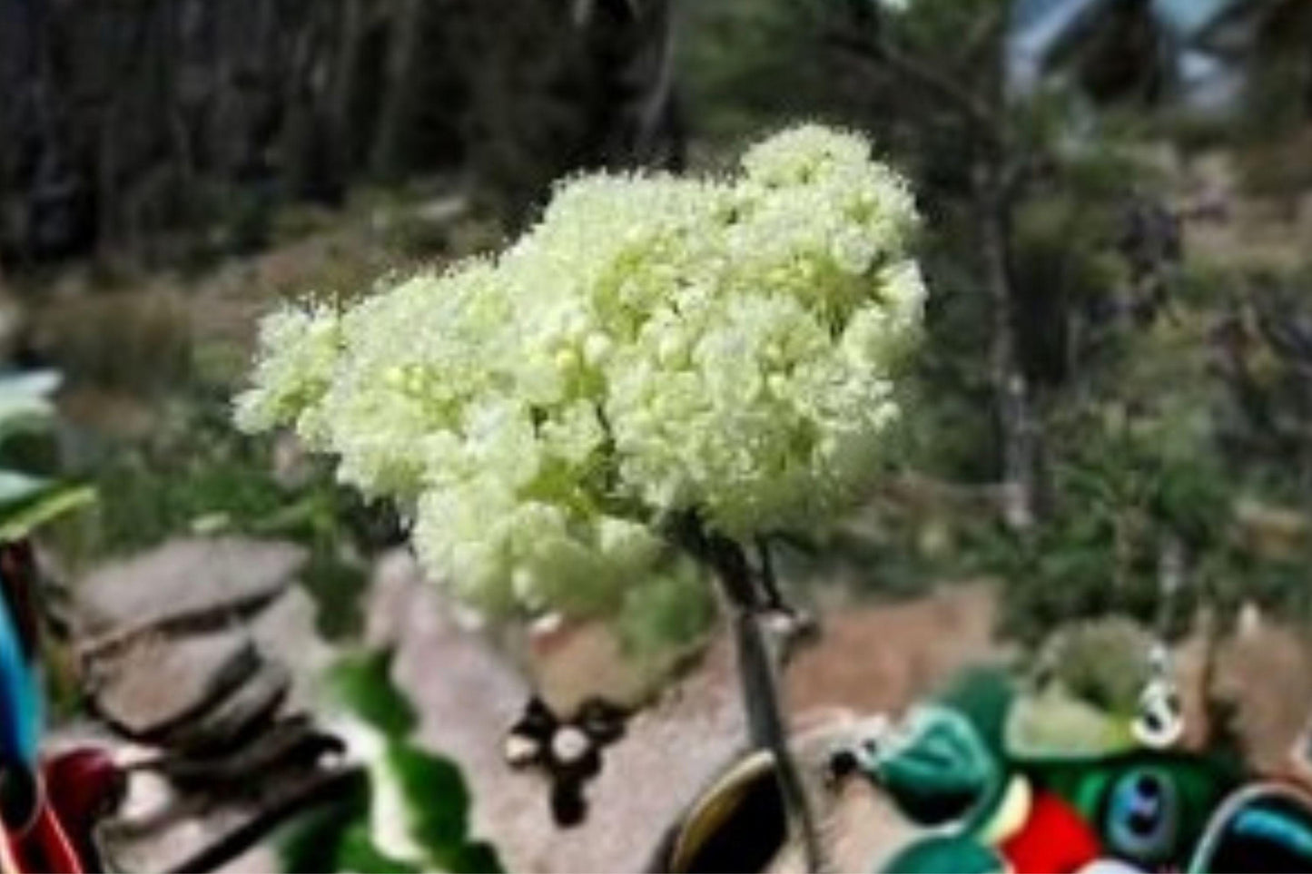 50 Seeds Eriogonum heracleoides — Parsnipflower Buckwheat, Hardy Native Perennial for Dry Slopes & Meadows
