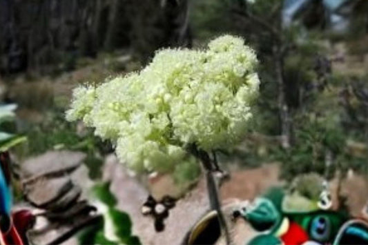 50 Seeds Eriogonum heracleoides — Parsnipflower Buckwheat, Hardy Native Perennial for Dry Slopes & Meadows