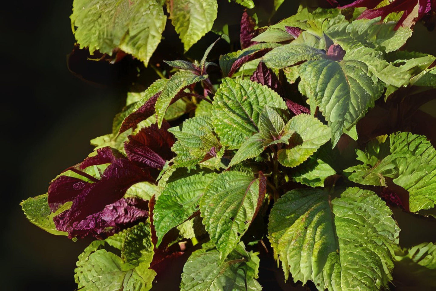 Red Leaf Perilla Shiso Seeds: Korean & Japanese Culinary Herb (400 Seeds)