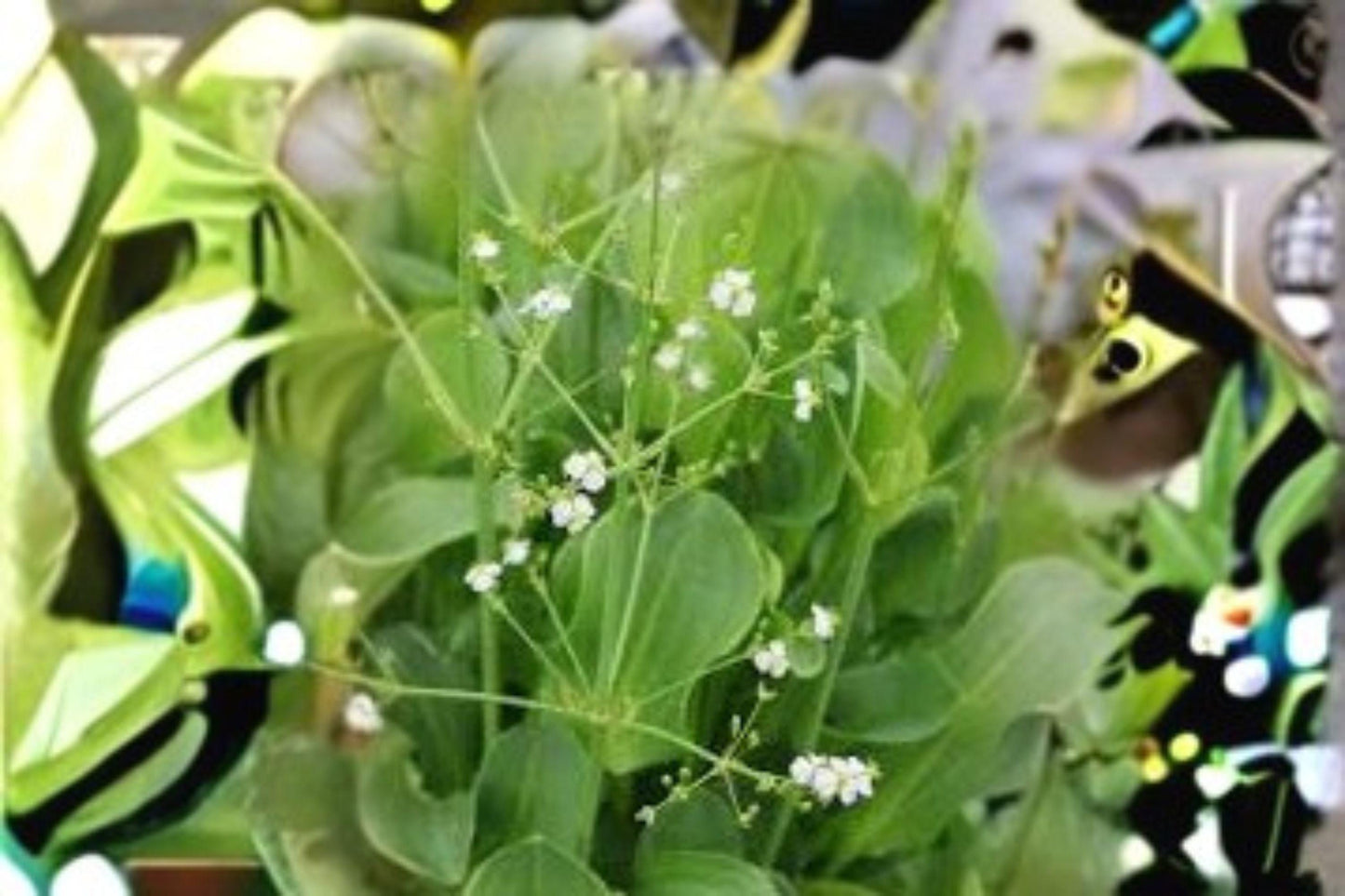 Alisma Subcordatum Seeds: Native Mud Plantain for Water Gardens (250mg)