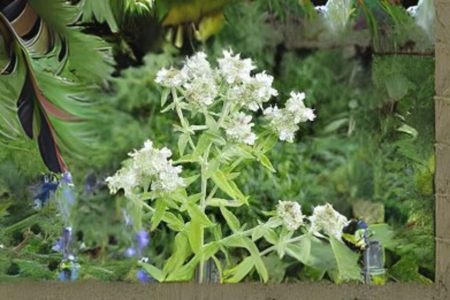 Mountain Mint Herb Seeds: Heirloom Non-GMO, Fragrant Pollinator Plant