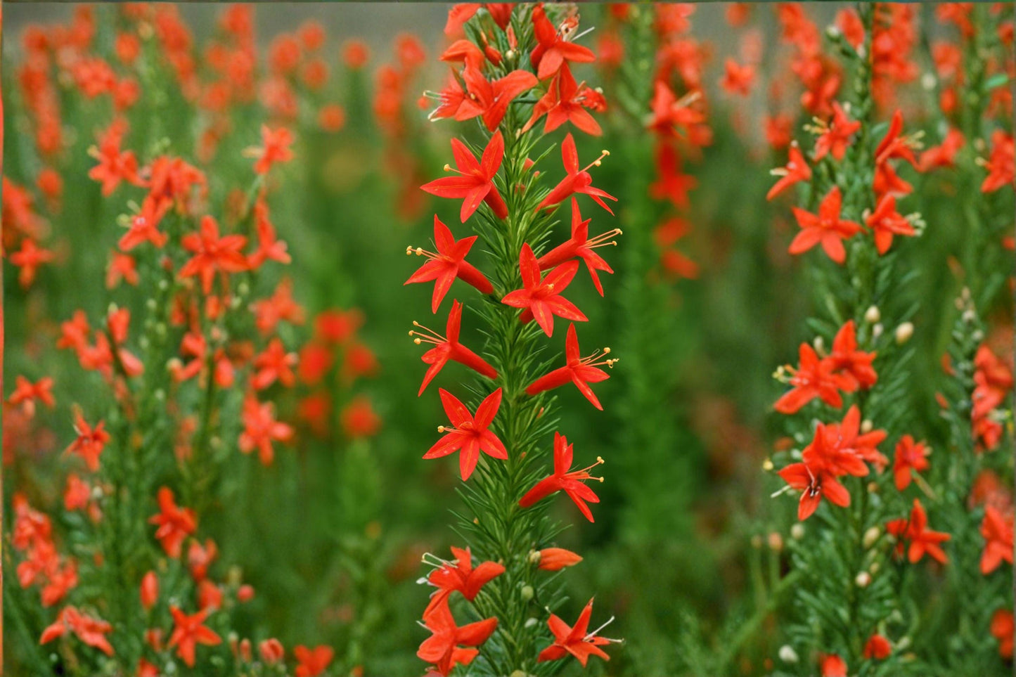 100 Standing Cypress Seeds – Ipomopsis rubra – Red Native Wildflower – Hummingbird Plant