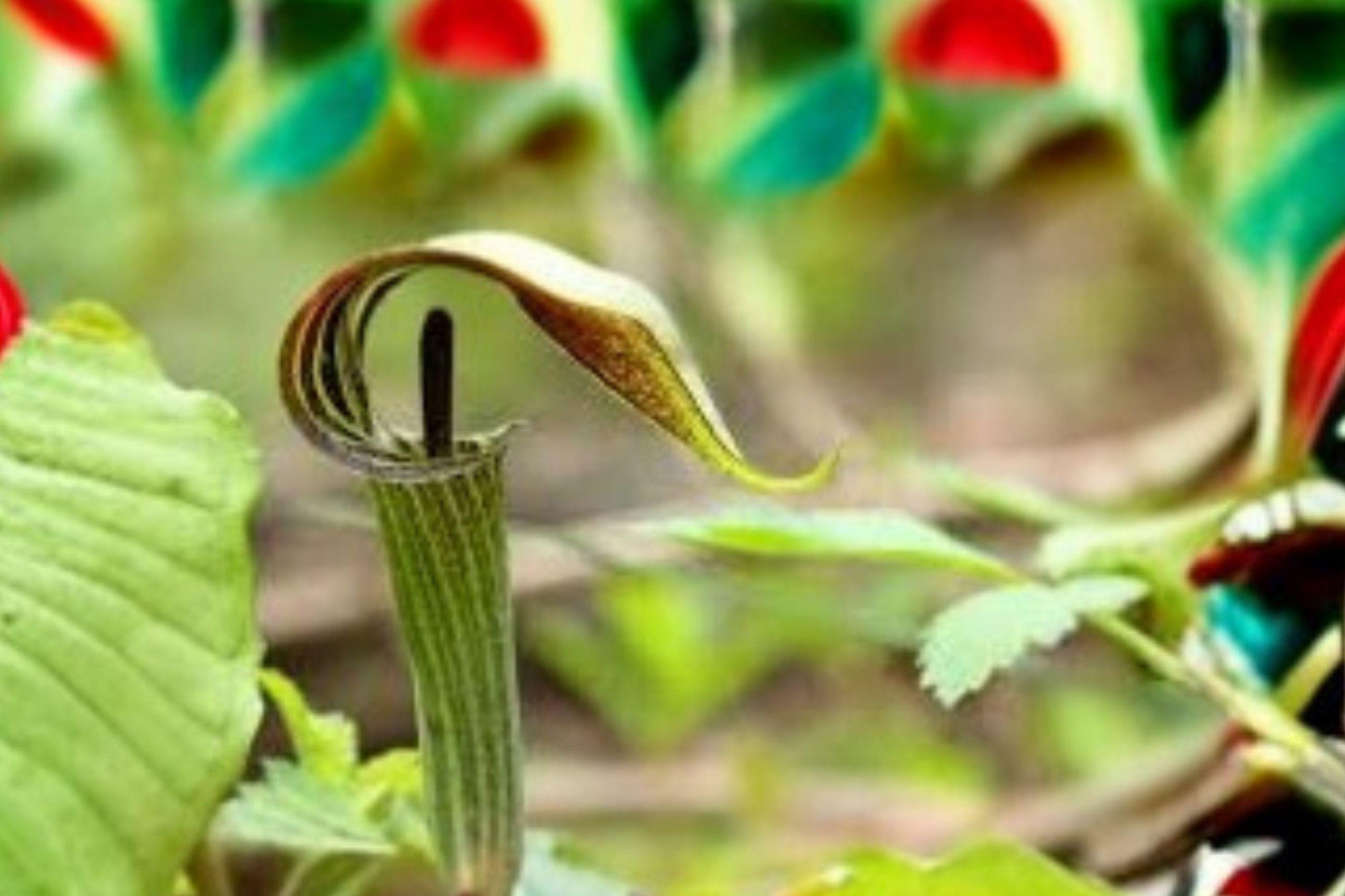 Jack-in-the-Pulpit Seeds – 5 Arisaema triphyllum – Native Woodland Shade Plant – Rare Perennial Flower