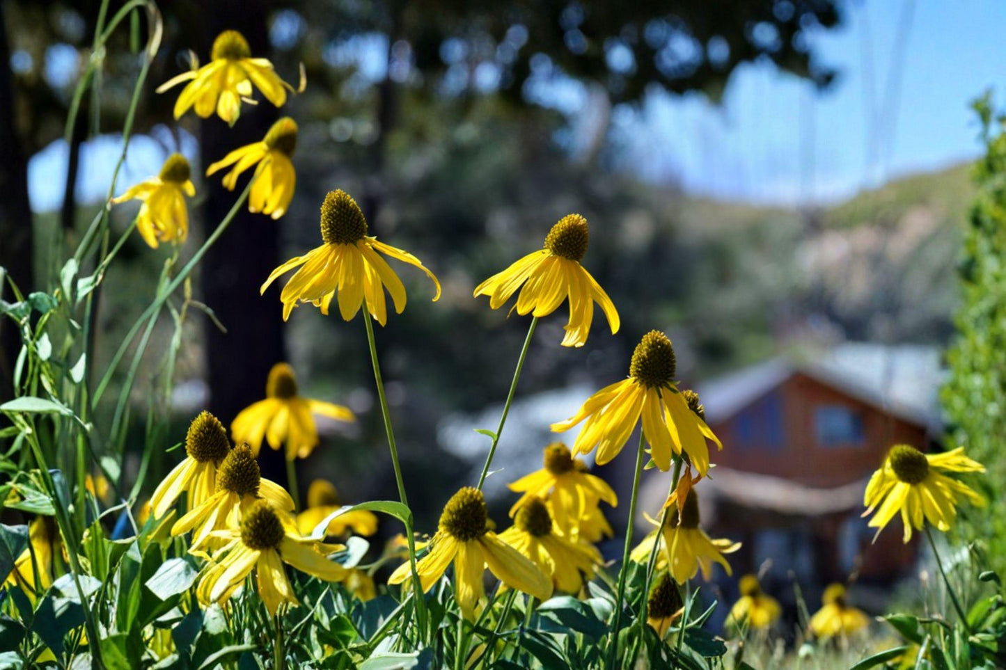 50 Cutleaf Coneflower Seeds – Rudbeckia laciniata ampla – Native Wildflower – Pollinator Plant – Tall Perennial