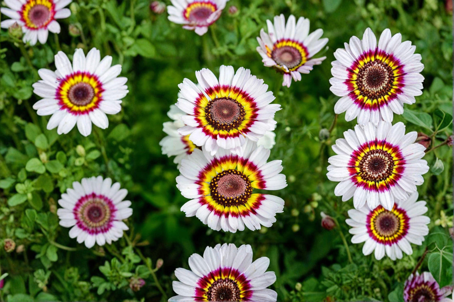 100 Painted Daisy Seeds – Glebionis carinata – Tricolor Daisy – Annual Flower – Cut Garden