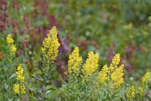 100 Showy Goldenrod Seeds – Solidago speciosa – Native Wildflower – Pollinator Plant – Fall Blooms