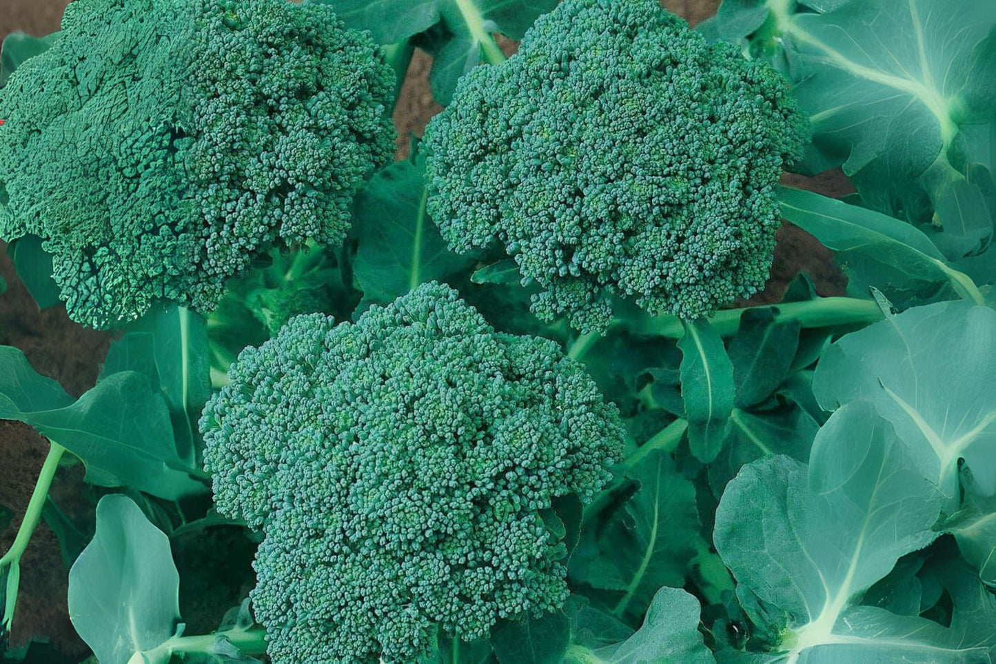 Waltham 29 Broccoli Seeds: Heirloom, Cold-Hardy (300 Seeds)