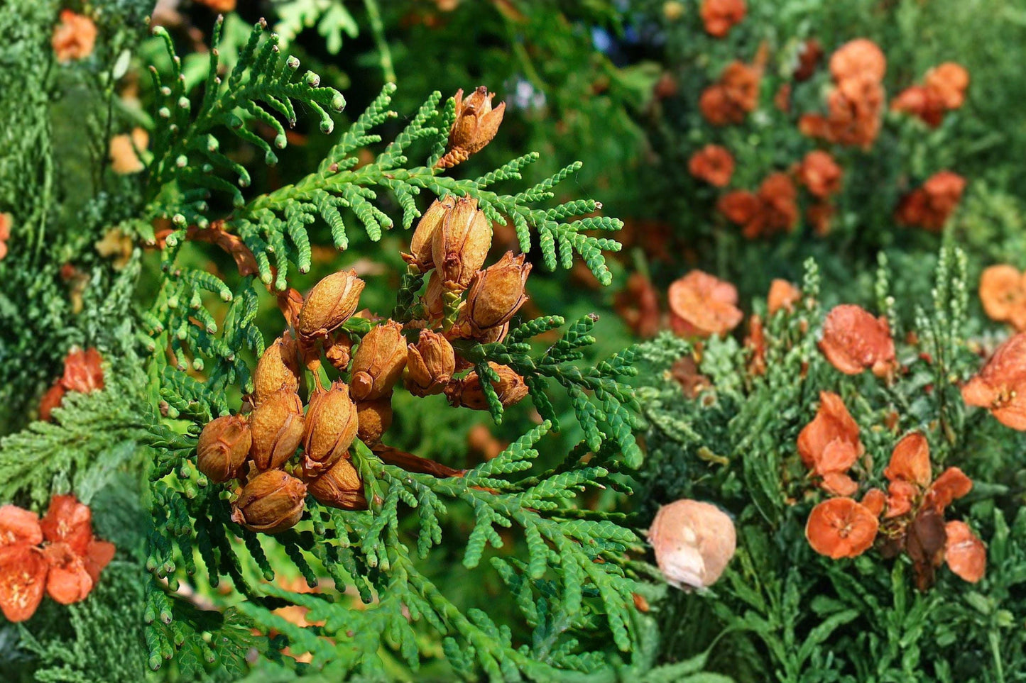50 Eastern Arborvitae Seeds – Thuja occidentalis – Northern White Cedar – Evergreen Tree