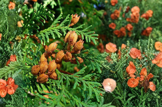 50 Eastern Arborvitae Seeds – Thuja occidentalis – Northern White Cedar – Evergreen Tree