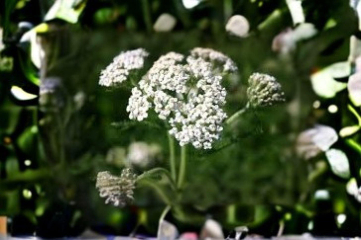 500 Seeds Achillea millefolium occidentalis — Western Yarrow, Drought-Tolerant Native Wildflower