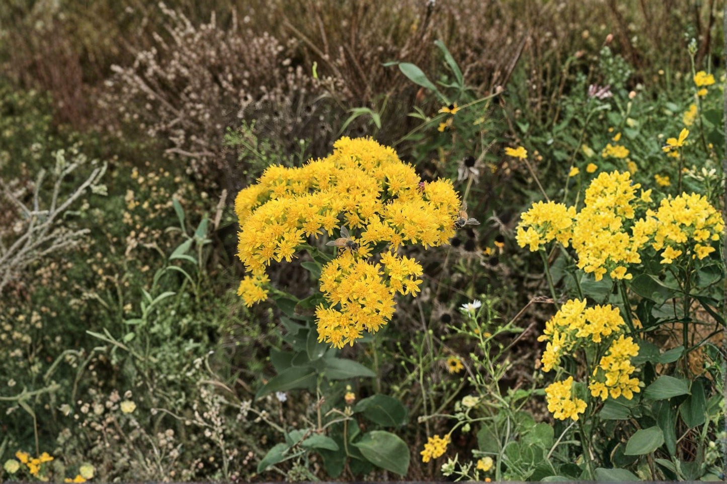 100 Stiff Goldenrod Seeds – Solidago rigida – Native Prairie Wildflower – Pollinator Plant