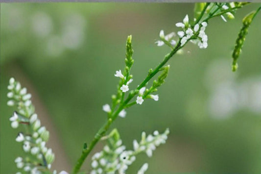 100 White Vervain Seeds – Verbena urticifolia – Native Woodland Wildflower – Pollinator Plant