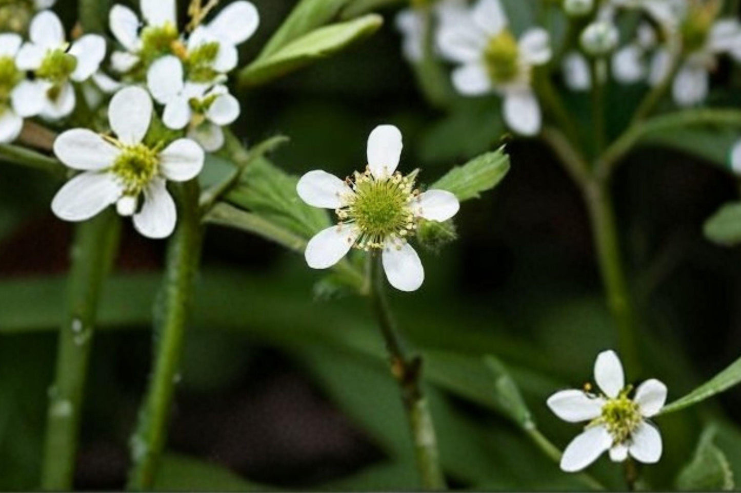 100 White Avens Seeds – Geum canadense – Native Woodland Wildflower – Pollinator Plant