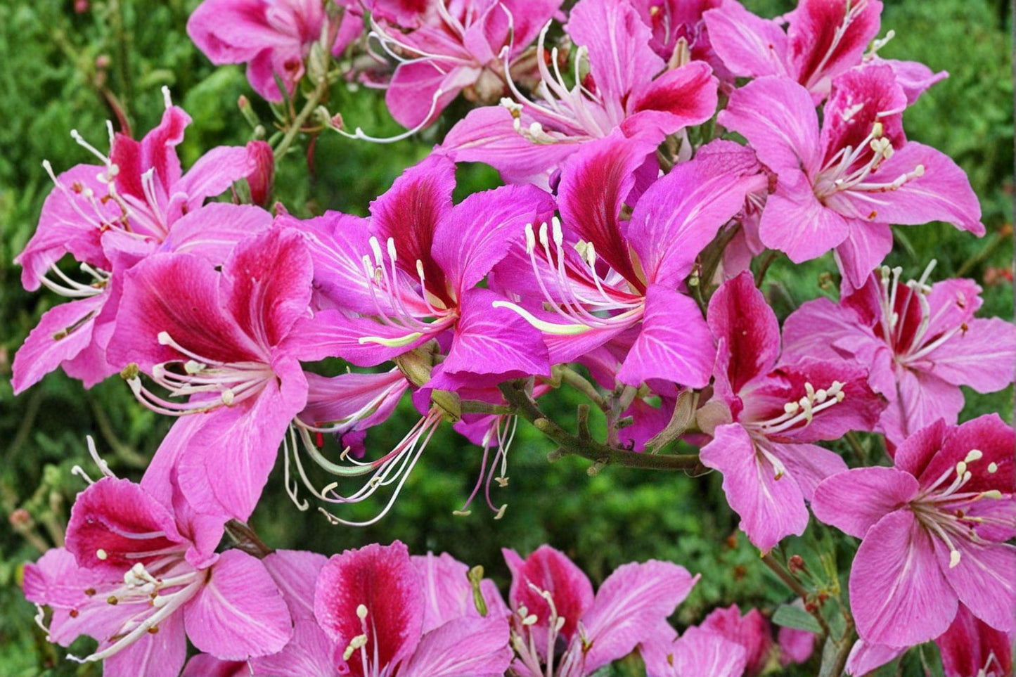 10 Seeds Bauhinia Purpurea | Purple Orchid Tree | Tropical Flowering Tree | Exotic Ornamental Garden Plant