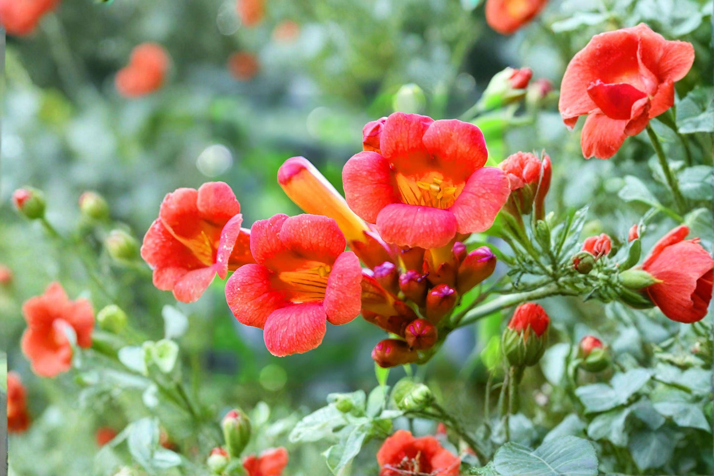 30 Trumpet Creeper Vine Seeds – Campsis radicans – Hummingbird Vine – Climbing Flower