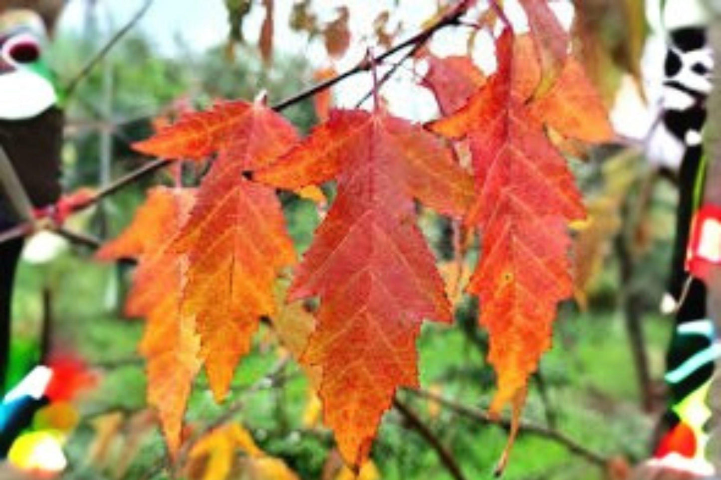 10 Amur Maple Seeds: Acer Ginnala, Red Fall Foliage
