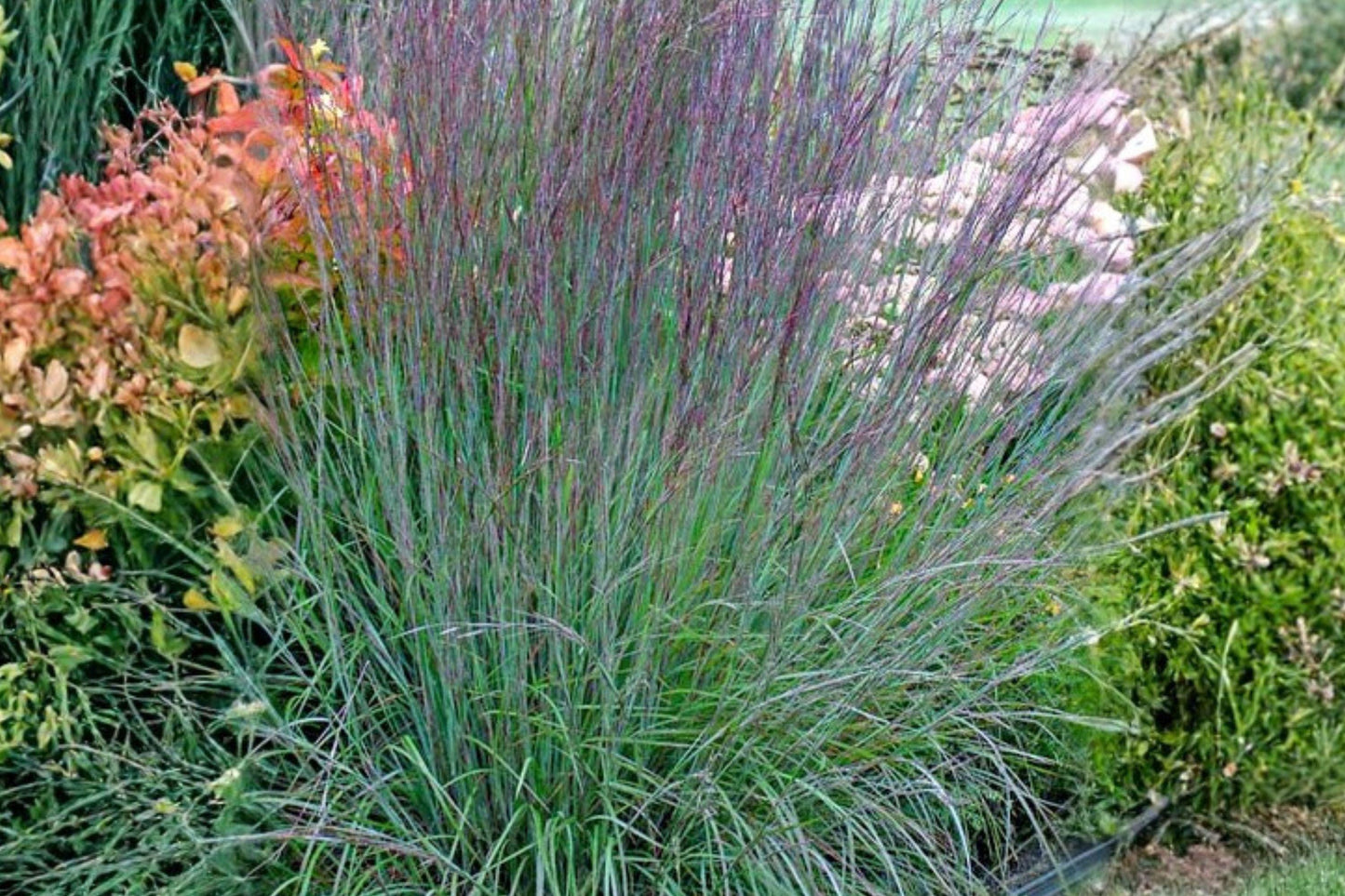 100 Little Bluestem Seeds – Schizachyrium scoparium – Native Prairie Grass