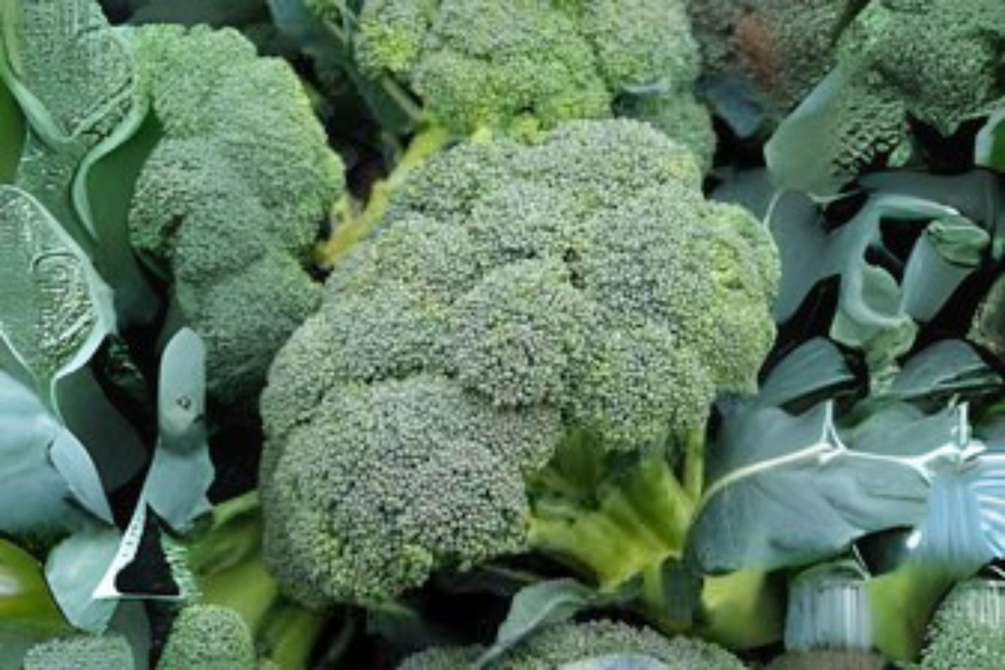 Waltham 29 Broccoli Seeds: Heirloom, Cold-Hardy (300 Seeds)
