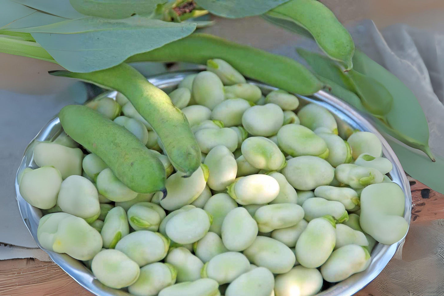 Heirloom Fava Bean Seeds – 10 Season Broad Beans