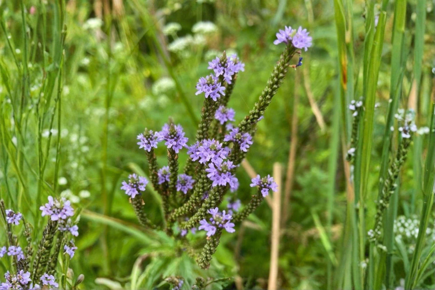100 Blue Vervain Seeds – Verbena hastata – Native Wildflower – Pollinator Plant – Moist Soil Perennial
