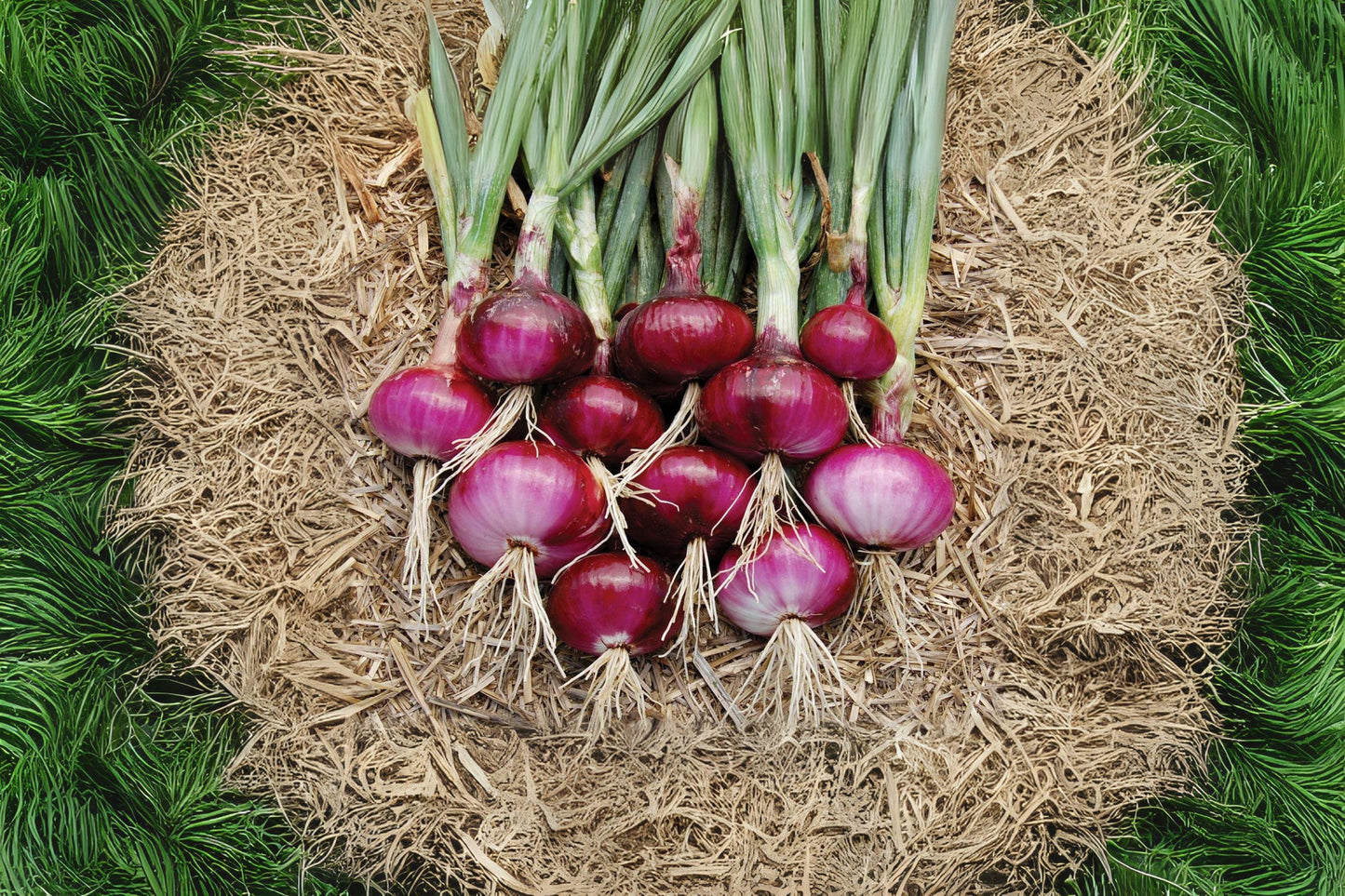 Red Burgundy Onion Seeds: Sweet, Mild Bulbs for Home Garden