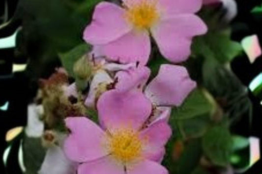 30 Seeds Rosa setigera — Illinois Rose, Native Climbing Wild Rose for Naturalized Landscapes