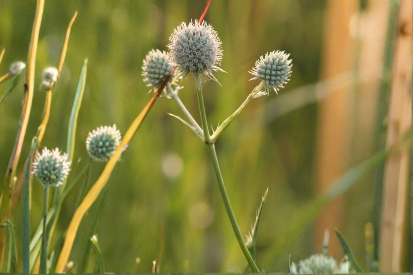 100 Rattlesnake Master Seeds – Eryngium yuccifolium – Native Prairie Wildflower – Pollinator Plant