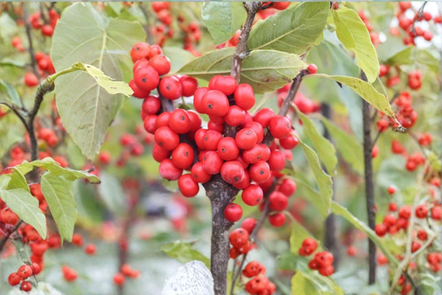 25 Winterberry Holly Seeds – Ilex verticillata – Native Red Berry Shrub – Wildlife Garden