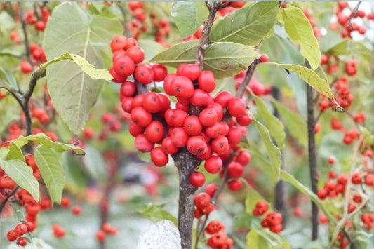 25 Winterberry Holly Seeds – Ilex verticillata – Native Red Berry Shrub – Wildlife Garden