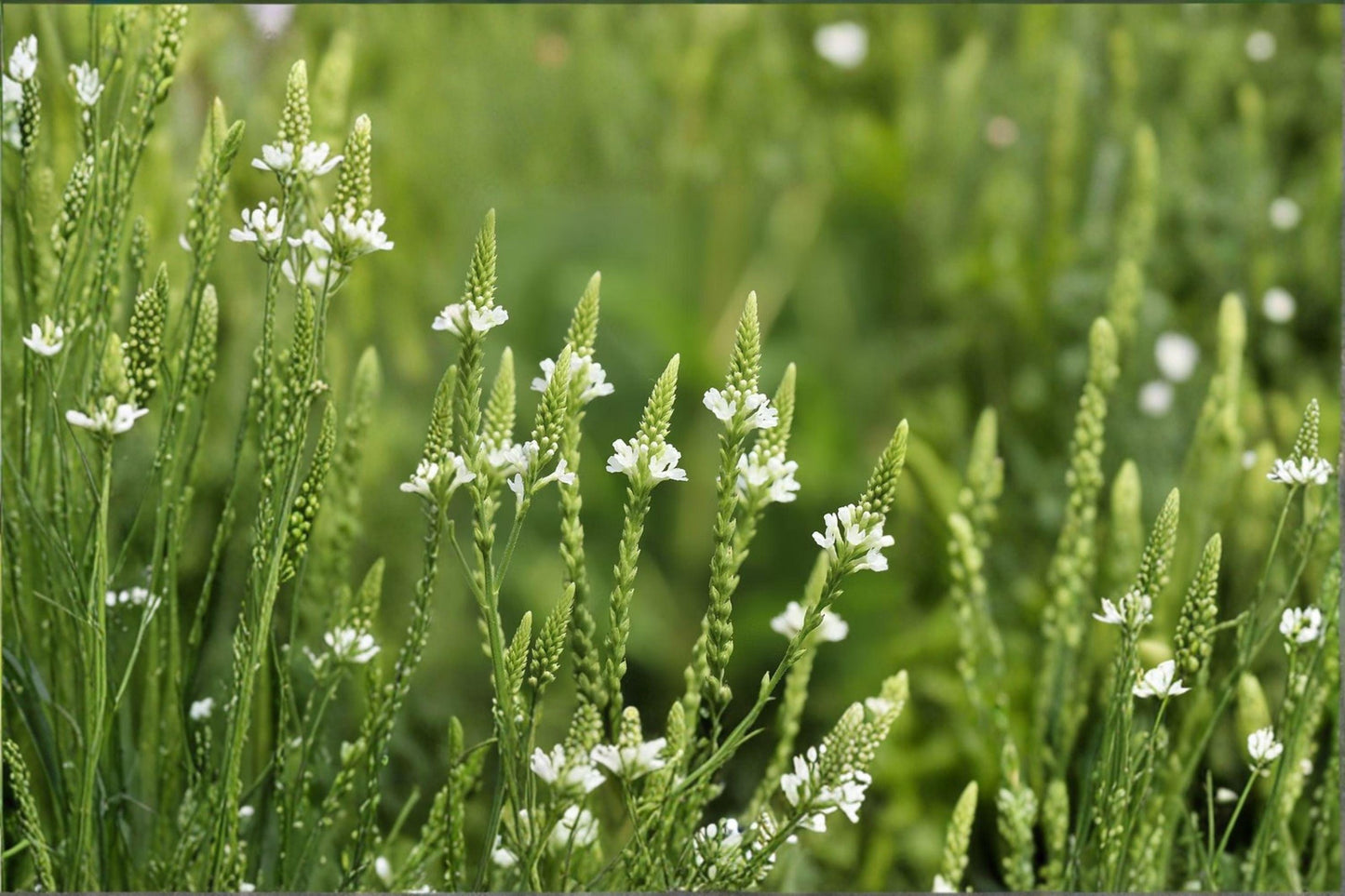 100 White Vervain Seeds – Verbena urticifolia – Native Woodland Wildflower – Pollinator Plant