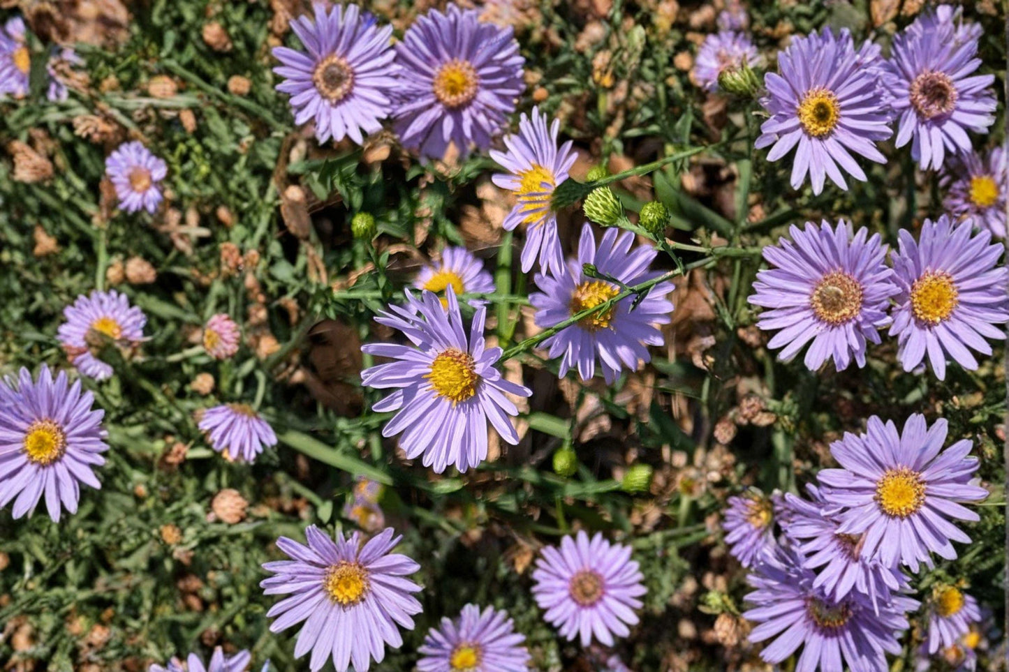 100 Smooth Blue Aster Seeds – Symphyotrichum laeve – Native Pollinator Flower