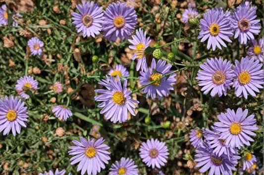 100 Smooth Blue Aster Seeds – Symphyotrichum laeve – Native Pollinator Flower