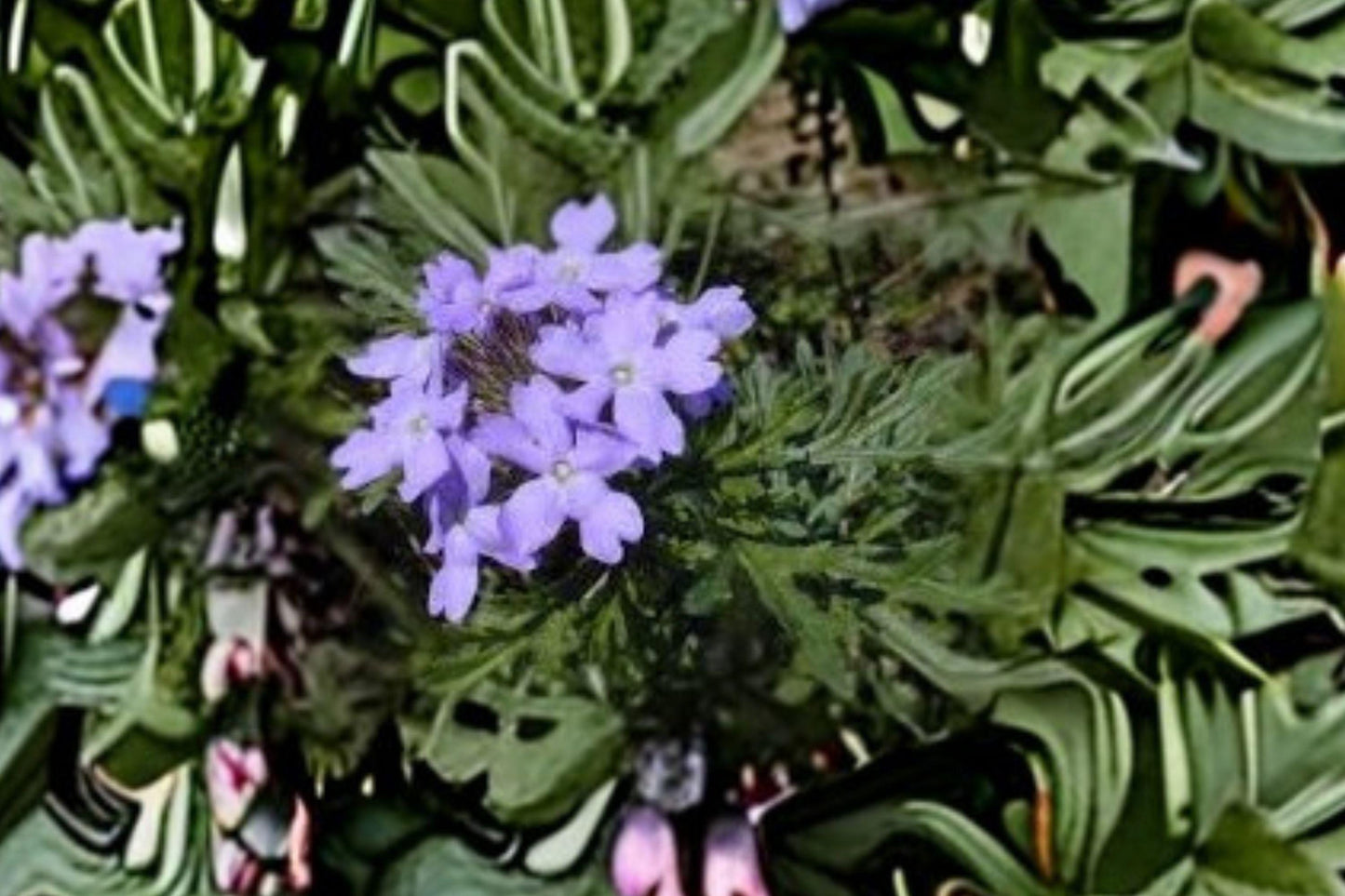 50 Seeds Glandularia bipinnatifida — Dakota Vervain, Native Purple Wildflower for Meadows & Dry Gardens