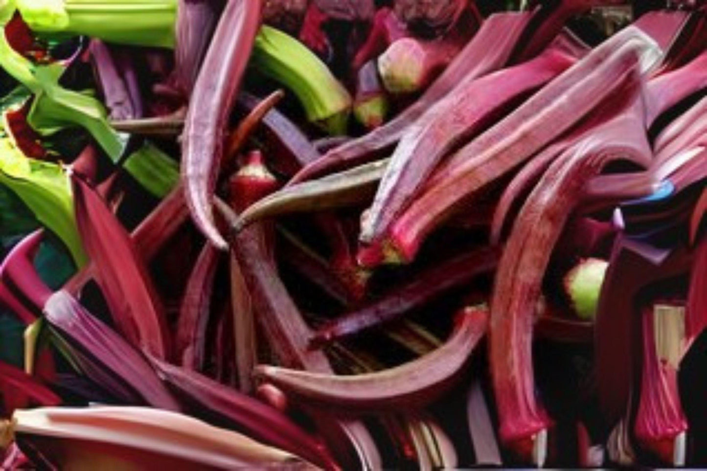 15 Seeds Okra Red Burgundy – Heirloom Deep Red Pods, Ornamental & Edible Garden Variety