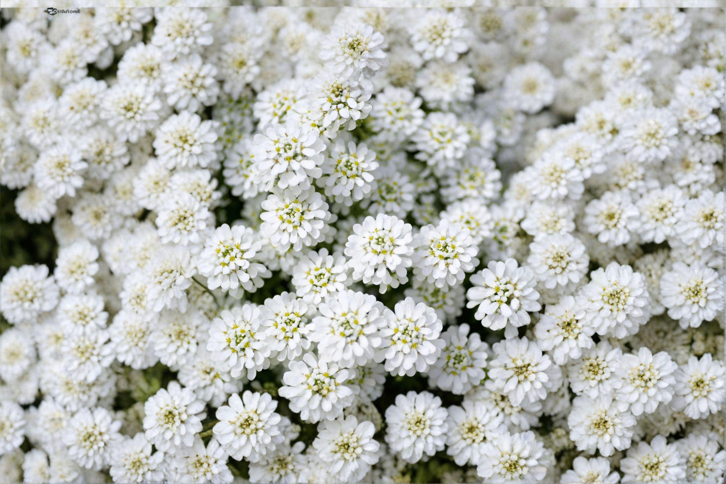 100 Empress Rocket Candytuft Seeds – Iberis amara – White Annual Flower – Cottage Garden