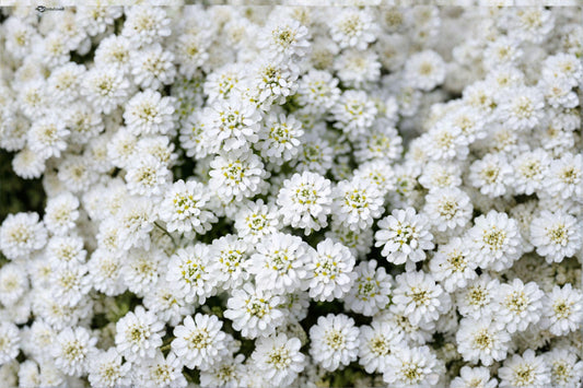 100 Empress Rocket Candytuft Seeds – Iberis amara – White Annual Flower – Cottage Garden