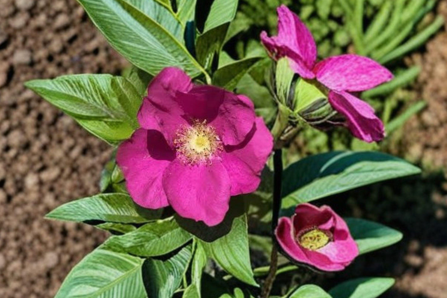 10 Prairie Wild Rose Seeds – Rosa arkansana – Native Rose – Pink Wildflower