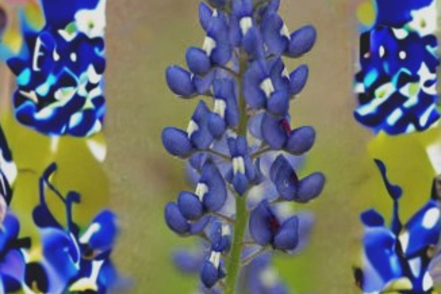 1 g Texas Bluebonnet Seeds – Lupinus texensis Wildflower for Pollinator & Native Gardens