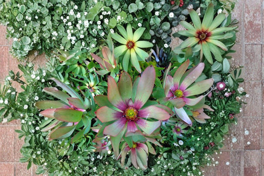 5 Leucadendron tinctum Seeds – Rare South African Shrub – Exotic Flowering Plant – Collector Seeds