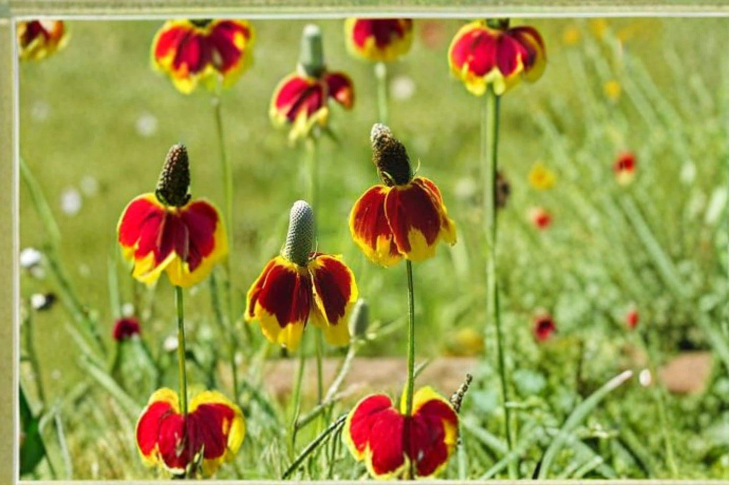 100 mg Mexican Hat Seeds (Ratibida columnifera) – Colorful Native Wildflower for Pollinator Gardens