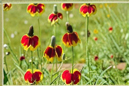 100 mg Mexican Hat Seeds (Ratibida columnifera) – Colorful Native Wildflower for Pollinator Gardens