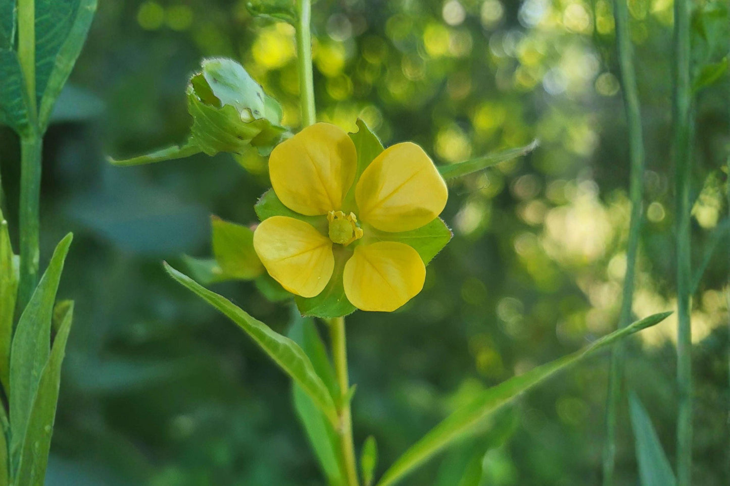 100 Seedbox Seeds – Ludwigia alternifolia – Native Wetland Plant – Pollinator Friendly – Unique Seed Pods