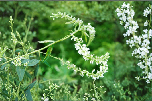 100 White Sweet Clover Seeds – Melilotus alba – Cover Crop – Pollinator Plant – Nitrogen Fixer