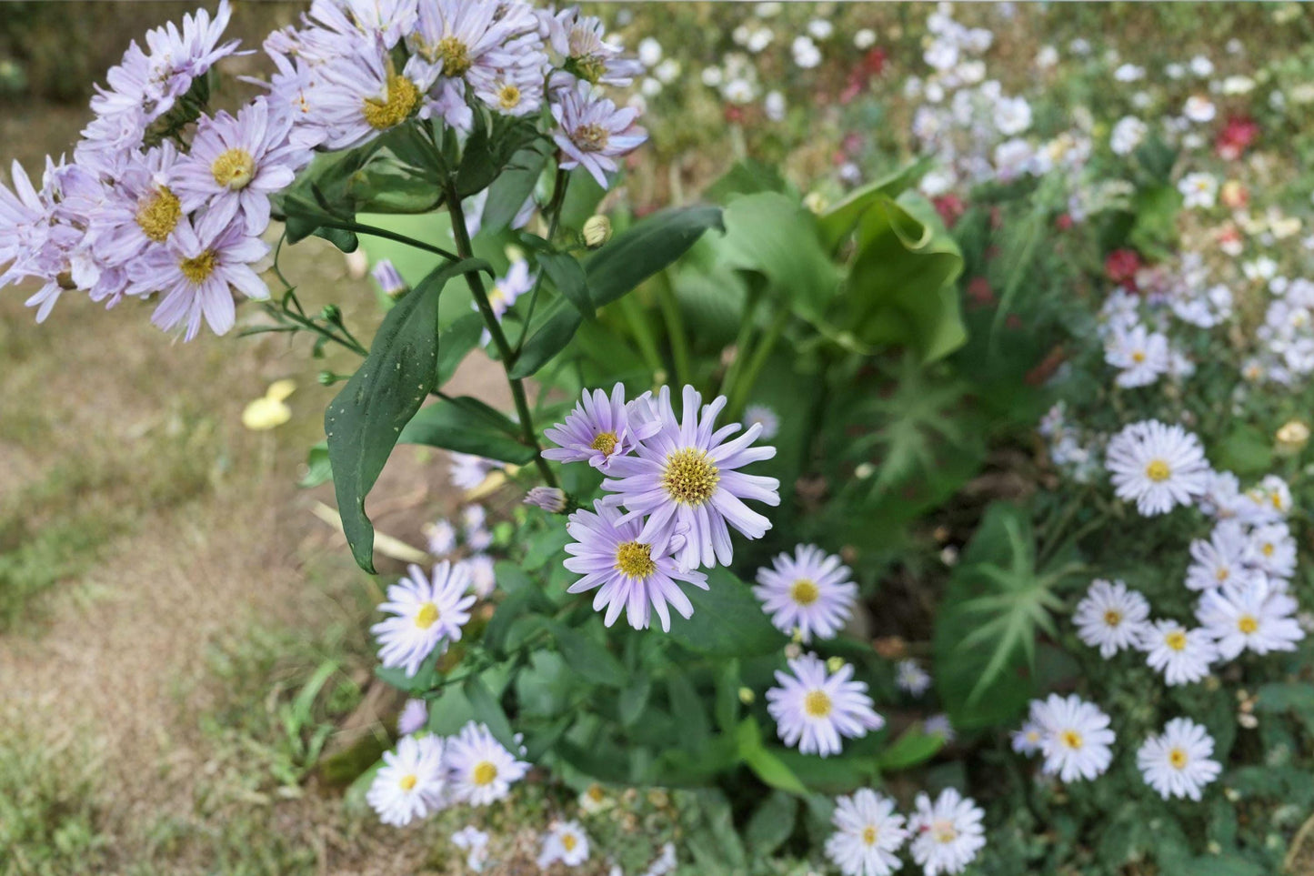 100 Smooth Blue Aster Seeds – Symphyotrichum laeve – Native Pollinator Flower