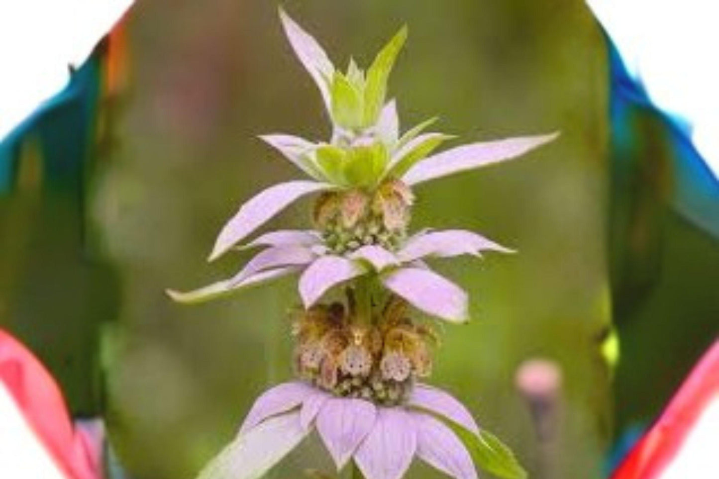 100 Seeds Monarda punctata — Spotted Bee Balm, Pollinator Magnet for Dry & Sandy Gardens