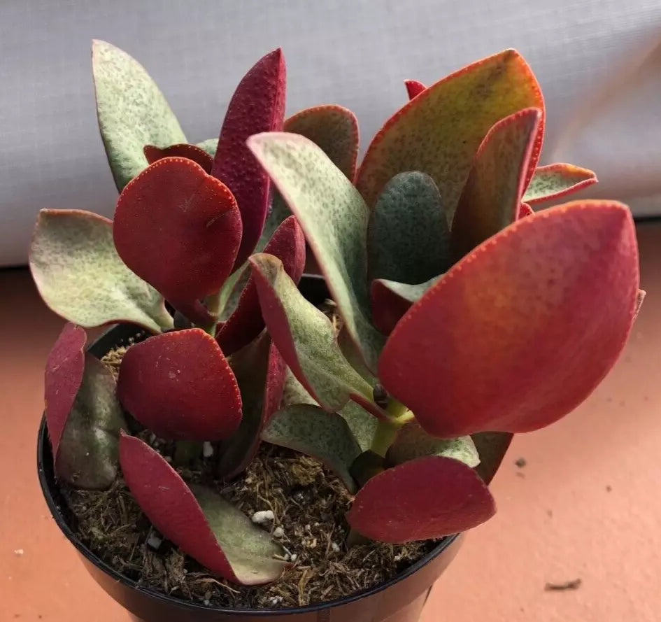 Crassula Multicava Starter Plant – 'Bleeding Heart' – 1 Live Plant – Succulent with Glossy Oval Leaves
